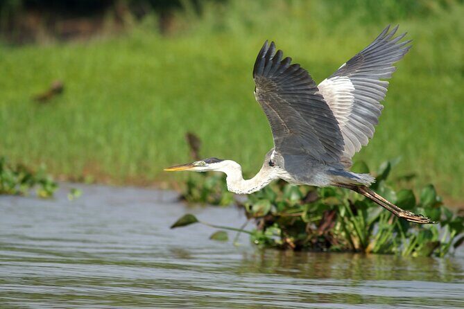 3h Boat Safari - Montreal’s Nature and Iconic Attractions Tour - A 3-hour St. Lawrence Safari that blends wildlife and Montreal landmarks