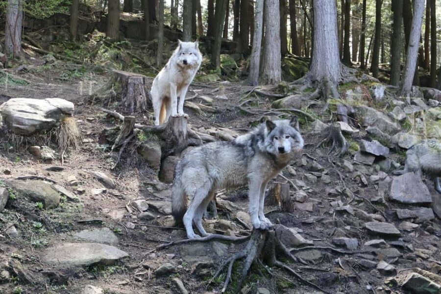 From Montreal: Omega Park Wildlife Safari Calling Sounds - The smart setup: Parc Omega + sound devices