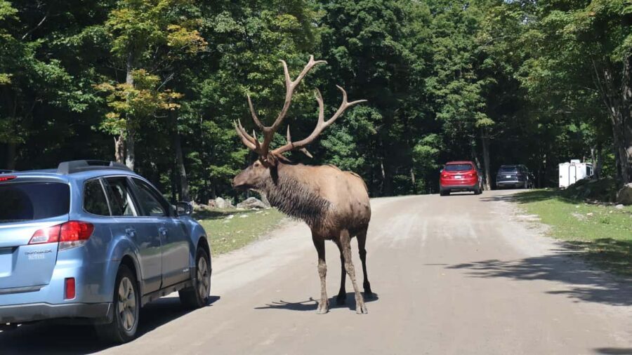 From Montreal: Omega Park Wildlife Safari Calling Sounds - Entering Parc Omega: guided wildlife viewing in blocks