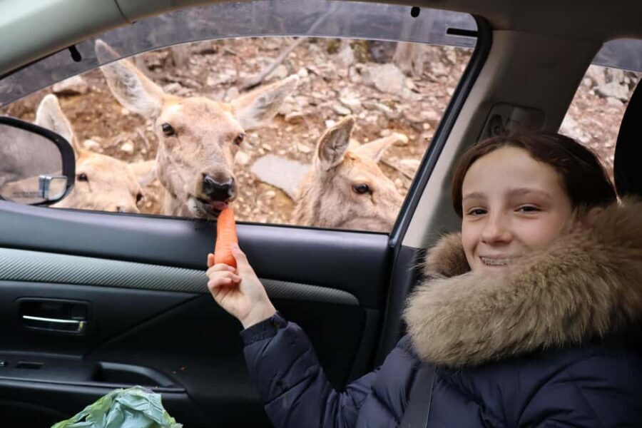 From Montreal: Omega Park Wildlife Safari Calling Sounds - How the guide turns reactions into real understanding