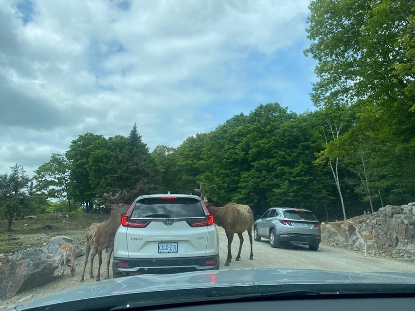 From Montreal: Omega Park Wildlife Safari Calling Sounds - The ethical feeding moment: treat, distance, and rules