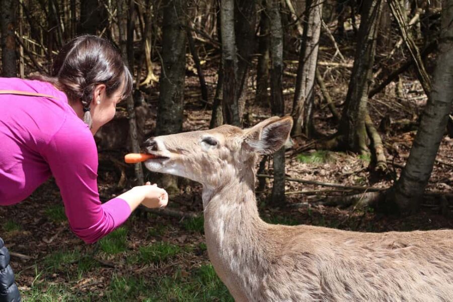 From Montreal: Omega Park Wildlife Safari Calling Sounds - Break time, photo stops, and Montebello Lodge time