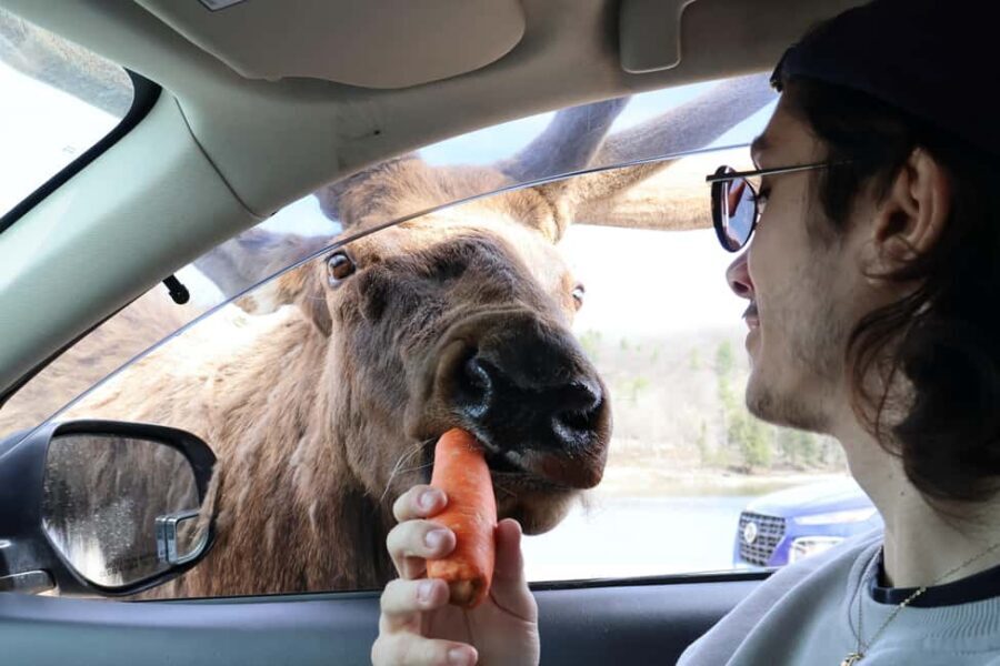 From Montreal: Omega Park Wildlife Safari Calling Sounds - What animals look like when you’re actually ready
