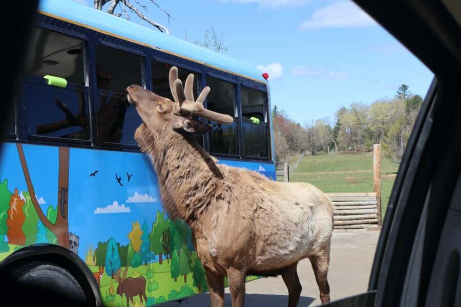 From Montreal: Omega Park Wildlife Safari Calling Sounds - The conservation angle you’ll appreciate later