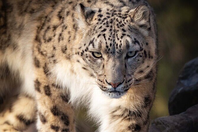Granby Zoo 1 Day - Your morning starts in Montreal at 7:30