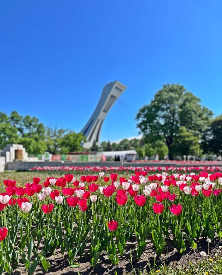Montreal 3-Hour Private Car Tour with Expert Local Guide - Pickup that starts your tour with zero stress
