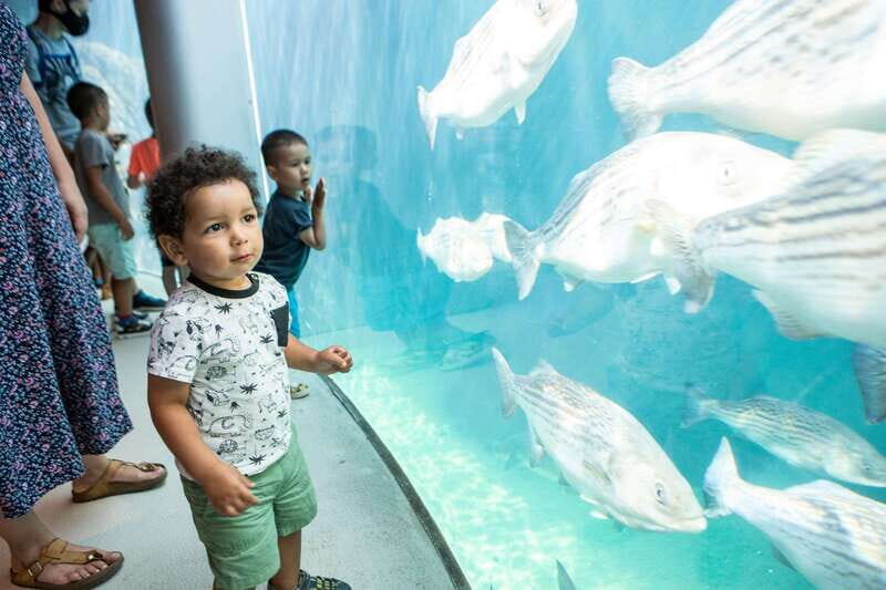 Montreal: 5 Attractions Pass - Nature and culture: your best Blue Collection choices