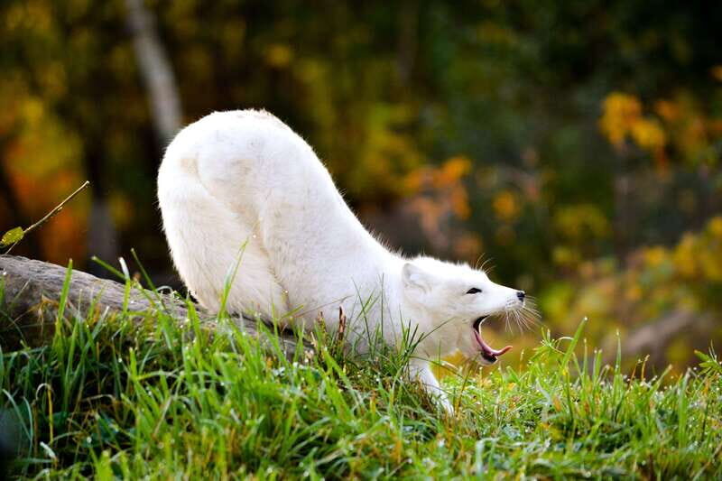 Montreal: Ecomuseum Zoo Entry Ticket - The Star Attraction: Quebec Wildlife in a Natural-Climate Setup