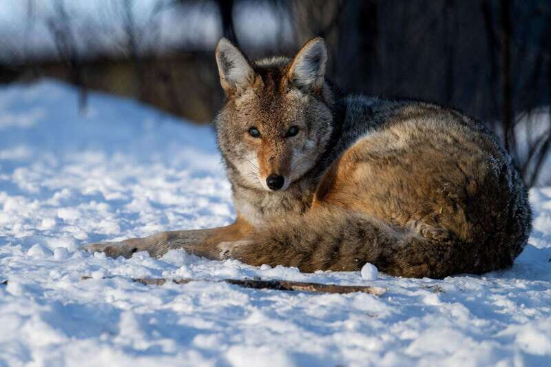 Montreal: Ecomuseum Zoo Entry Ticket - Price and Value: Is $16 Worth It?