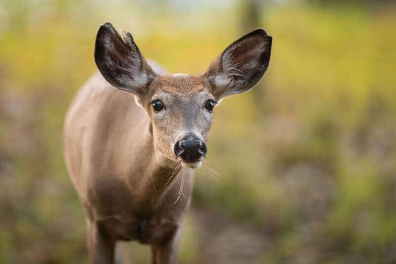 Montreal: Ecomuseum Zoo Entry Ticket - What I’d Recommend You Pair It With