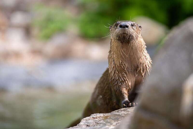 Montreal: Ecomuseum Zoo Entry Ticket - Should You Book? My Honest Take