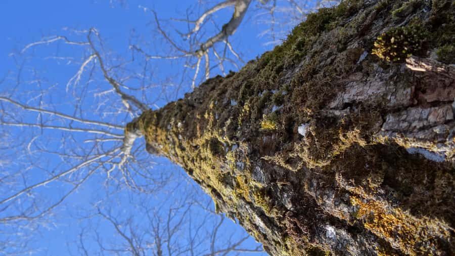 Montréal: Maple Syrup Tasting Conference! - From sap to syrup: harvesting and the making steps