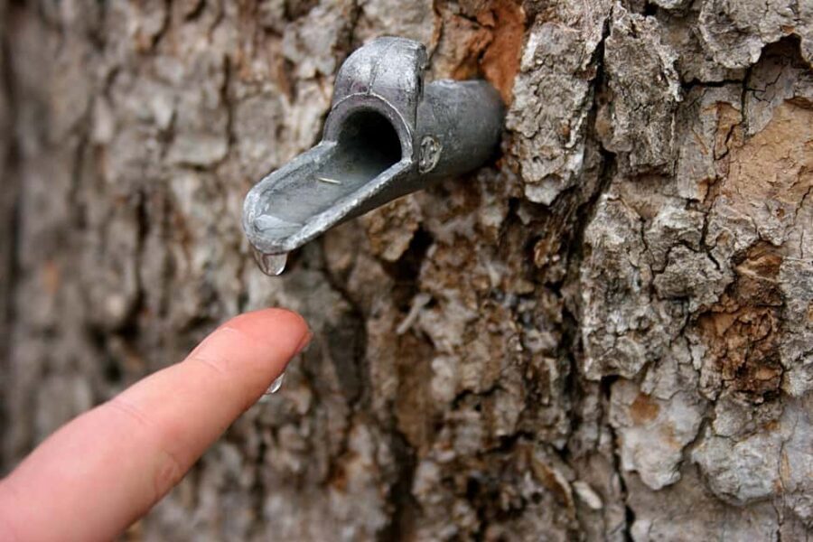 Montreal: Maple Syrup Tour with Sugar Shack & Local Cuisine - Who should book this Montreal maple syrup tour