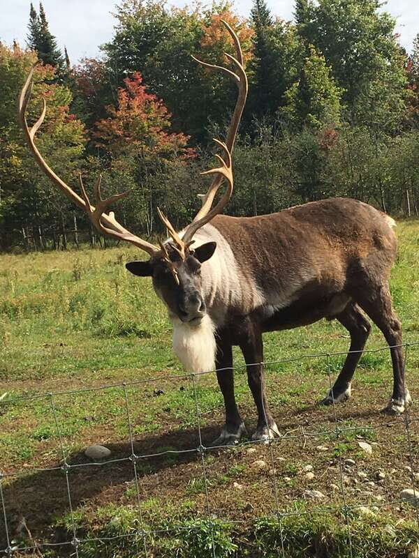 Montreal: Private Day Tour to Parc Omega & Montebello Lodge - Key things you’ll notice right away