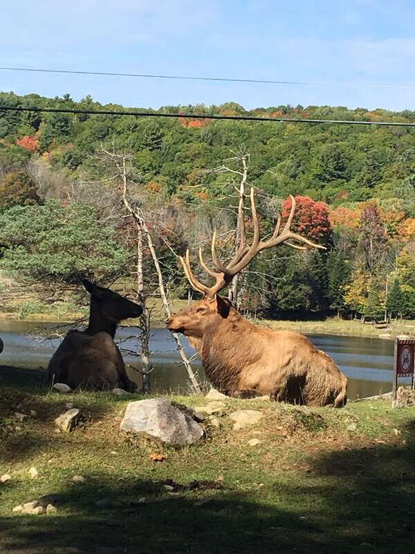 Montreal: Private Day Tour to Parc Omega & Montebello Lodge - Private pickup from Montreal: the easiest way to reach Omega