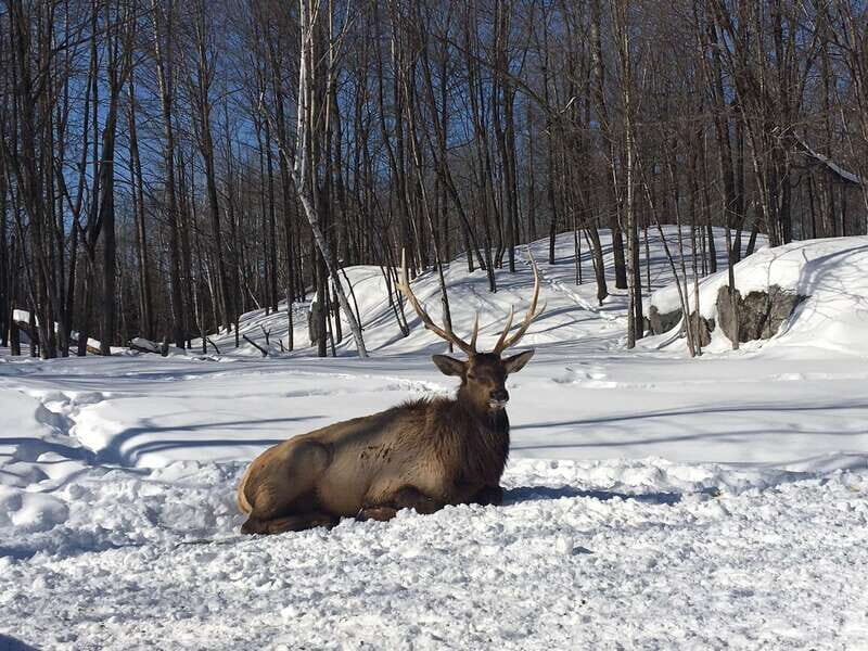 Montreal: Private Day Tour to Parc Omega & Montebello Lodge - Lunch in the park: plan for your own food