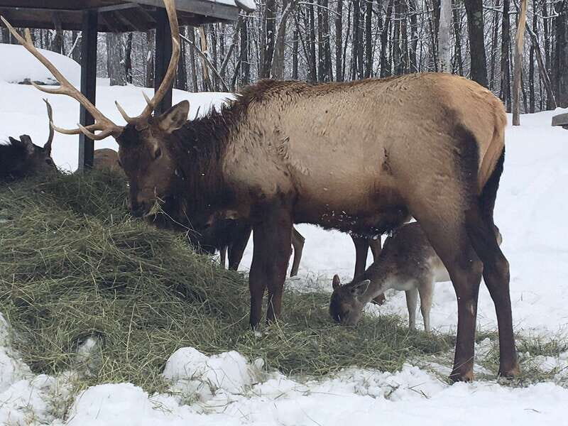Montreal: Private Day Tour to Parc Omega & Montebello Lodge - The value of a private driver: less stress, better timing