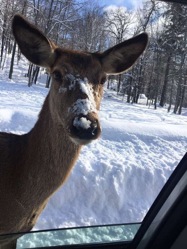 Montreal: Private Day Tour to Parc Omega & Montebello Lodge - Price and logistics: what $348 really covers