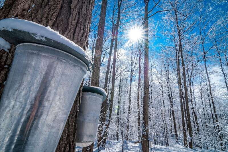 Montreal: Sugar Shack Maple Syrup Day Trip with Lunch - Key points before you go