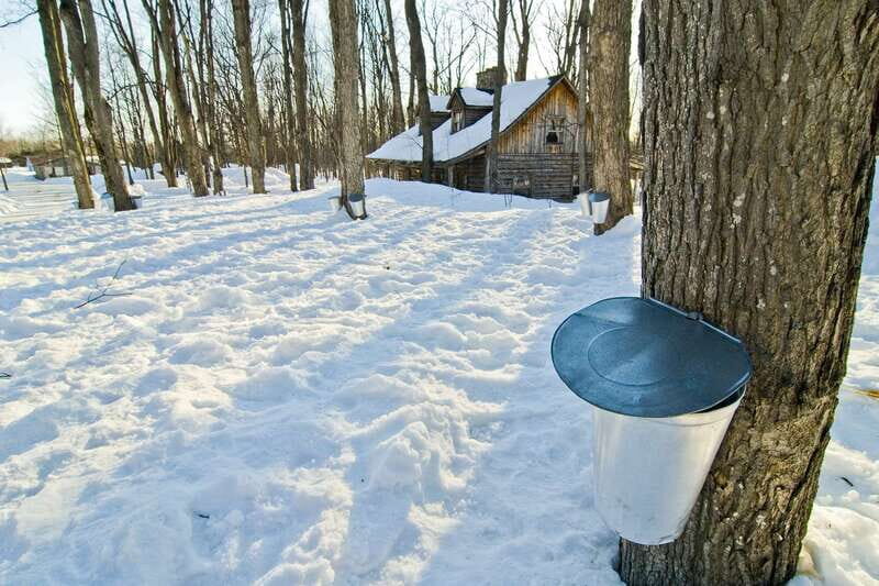 Montreal: Sugar Shack Maple Syrup Day Trip with Lunch - What you might actually see: processing time can be the wildcard