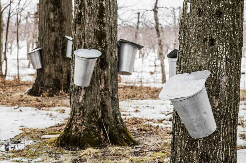 Montreal: Sugar Shack Maple Syrup Day Trip with Lunch - Who this tour suits best (and who should think twice)