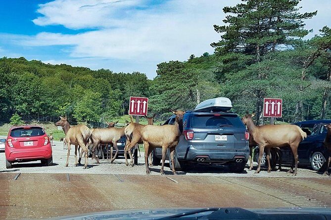 Private day tour to wildlife Parc Omega and Montebello lodge from Montreal - Key points to know before you go