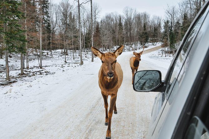 Private day tour to wildlife Parc Omega and Montebello lodge from Montreal - Parc Omega is the main event, and it’s not a zoo