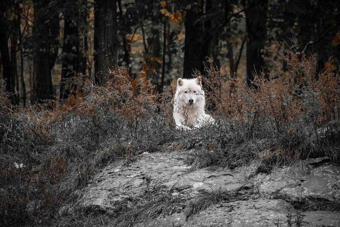Private day tour to wildlife Parc Omega and Montebello lodge from Montreal - Timing: what a 9:00 am to 5–6 pm day feels like