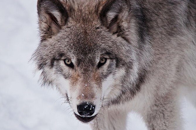 Private day tour to wildlife Parc Omega and Montebello lodge from Montreal - Price and value: what $359 per person is paying for