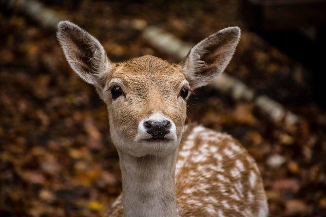 Private day tour to wildlife Parc Omega and Montebello lodge from Montreal - Comfort tips for winter wildlife days (so you’ll enjoy it more)