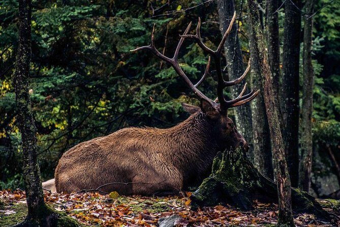 Private day tour to wildlife Parc Omega and Montebello lodge from Montreal - Who this private Parc Omega and Montebello trip suits best