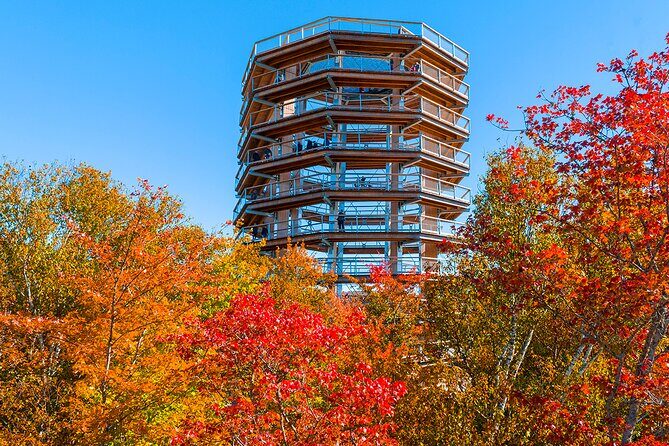 Treetop Observatory and Walk - Winter reality check: colder at the top, still worth it